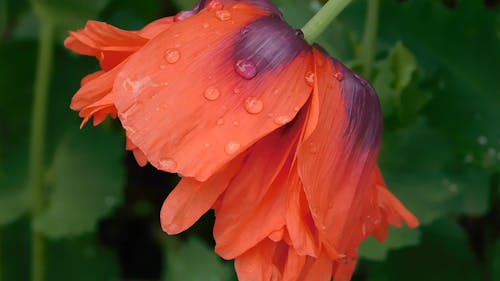 Droplets Of Water On A Flower Petals  After The Rain