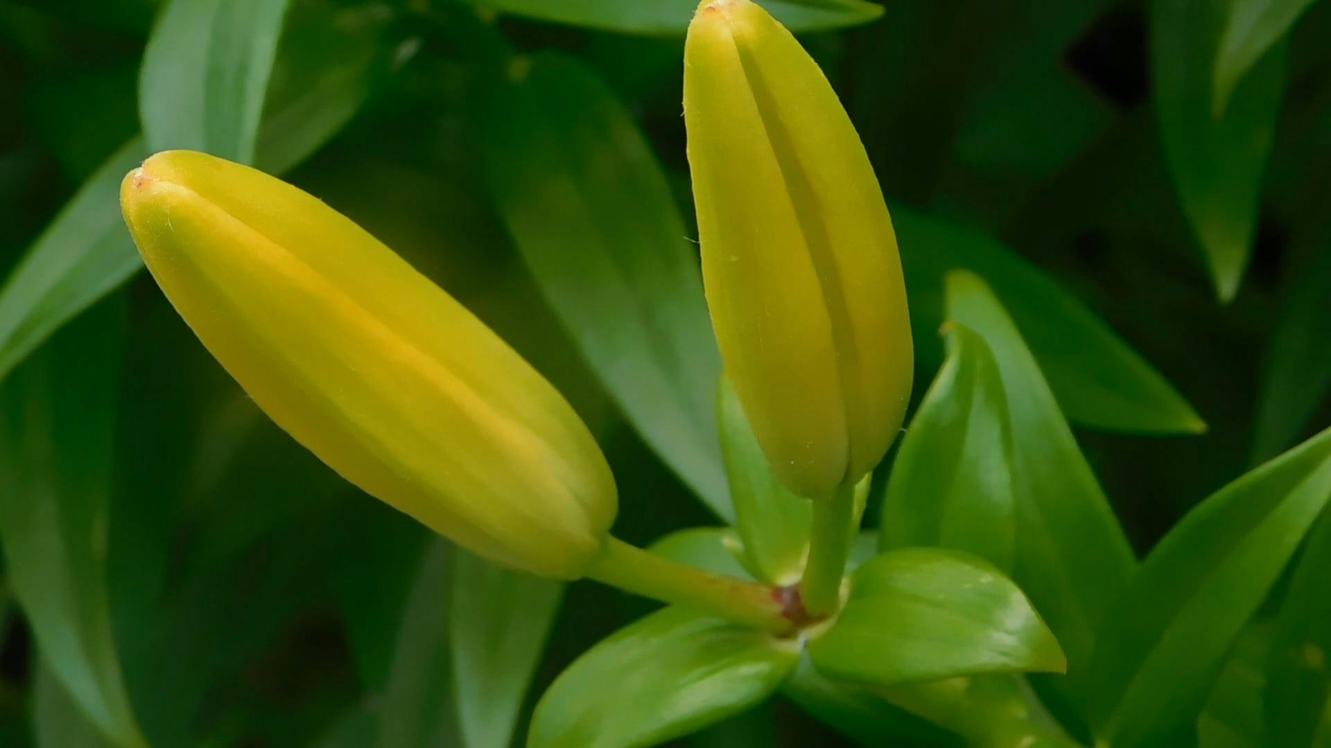 Compilation Video Of Garden Flowers And Plants Free Stock Video Footage