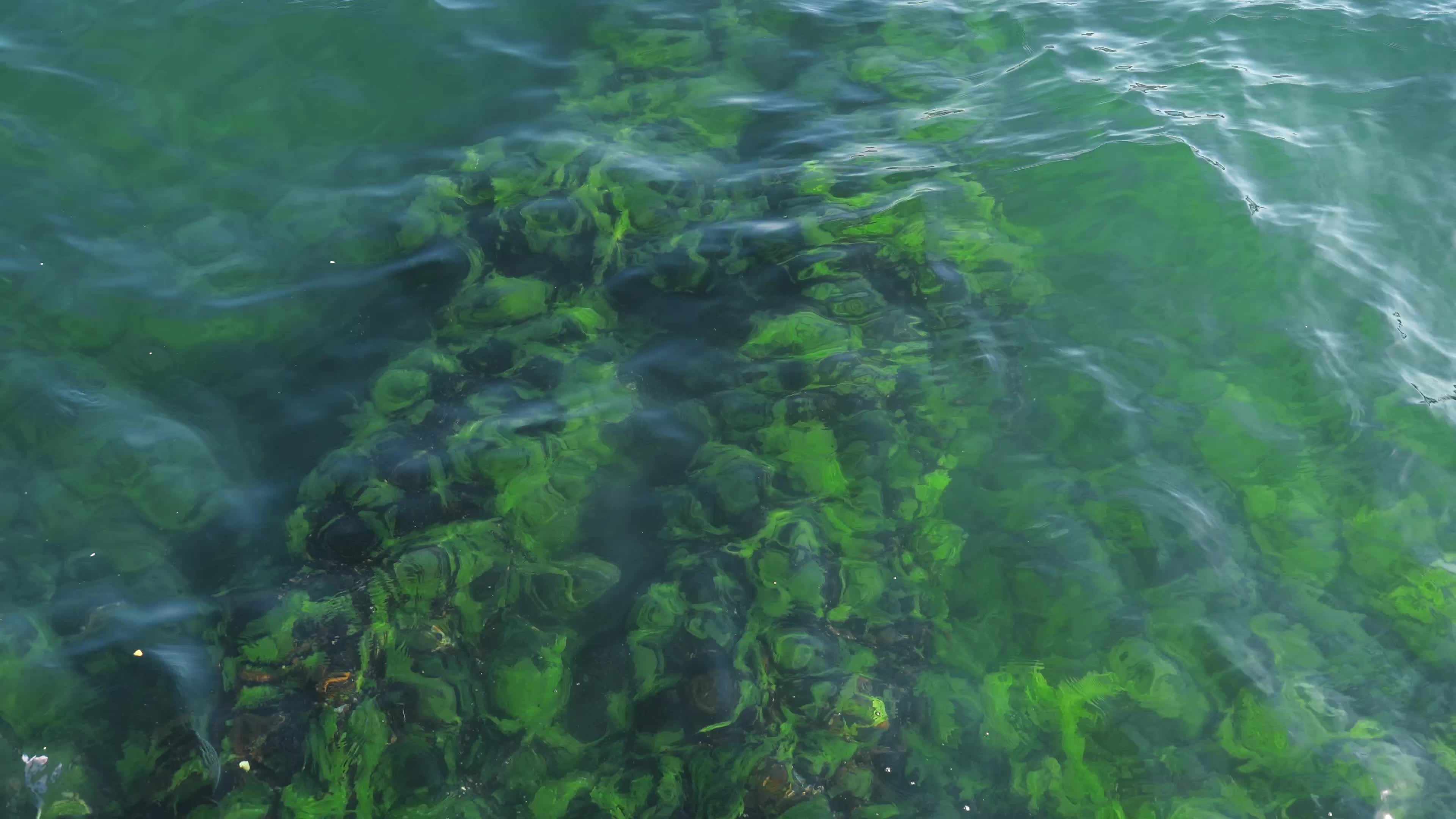A large green algae covered rock in the water Free Stock Video Footage ...