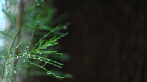 Droplets Of Water On The Tree Leaves Cause By The Rain