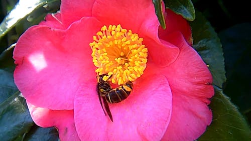 Cuplikan Close Up Seekor Lebah Mengisap Nektar Dari Bunga Merah Muda