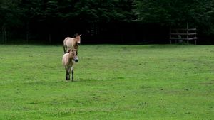 Horse Videos, Download The BEST Free 4k Stock Video Footage & Horse HD ...
