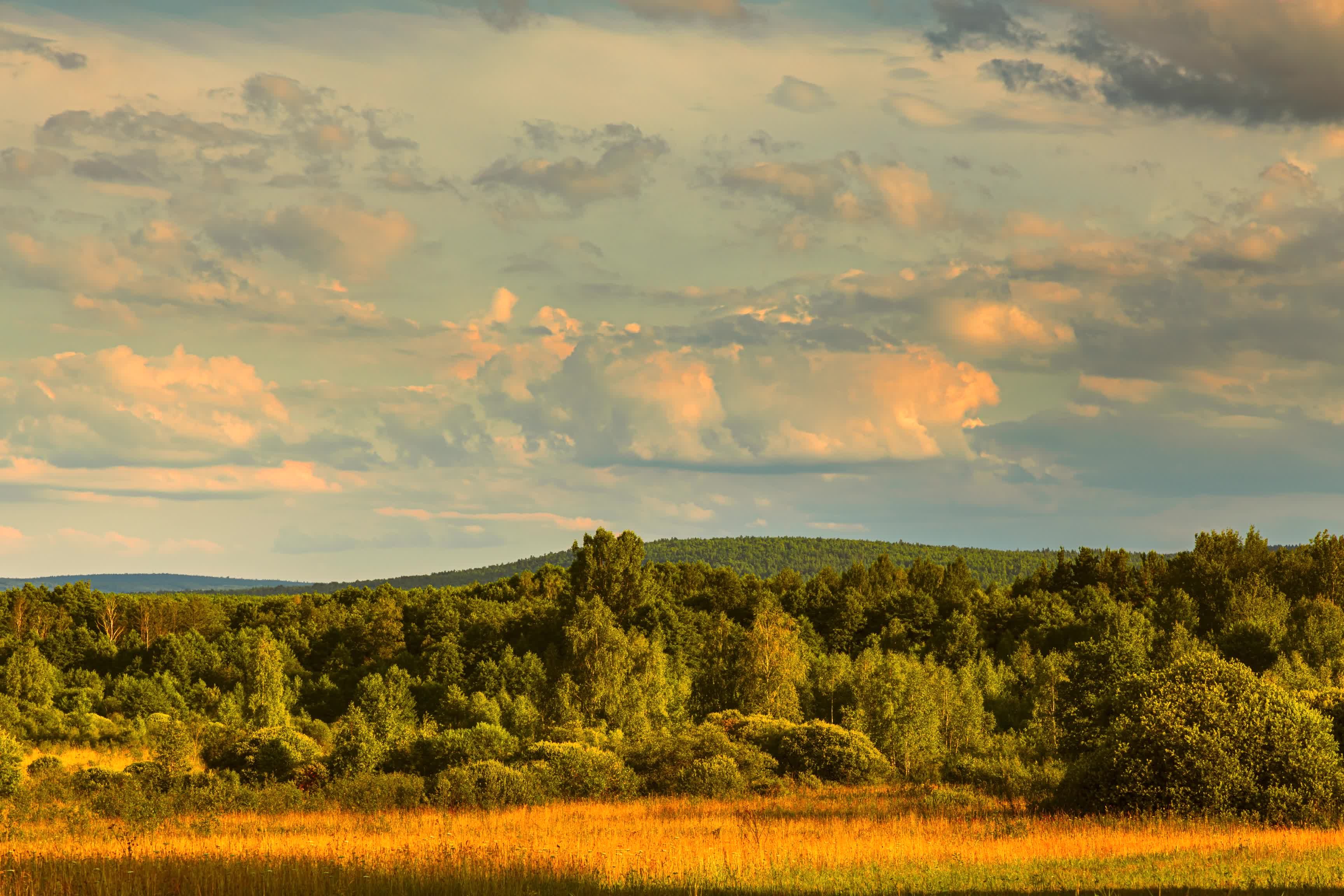 A field with trees and grass under a cloudy sky Free Stock Video ...