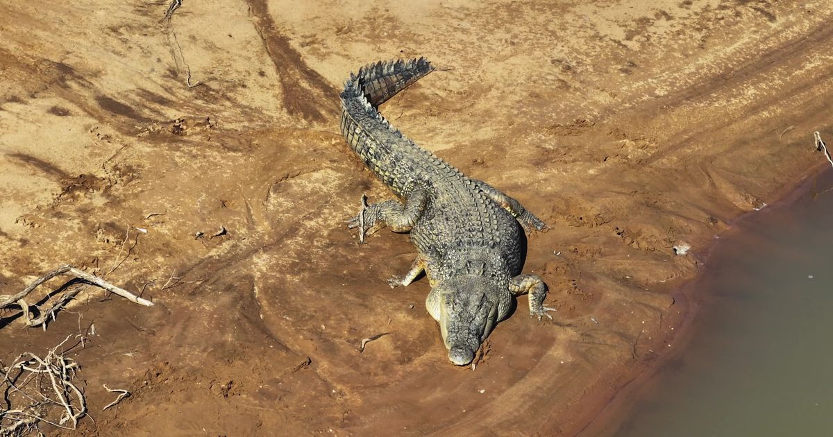 Saltwater crocodile in the water from above