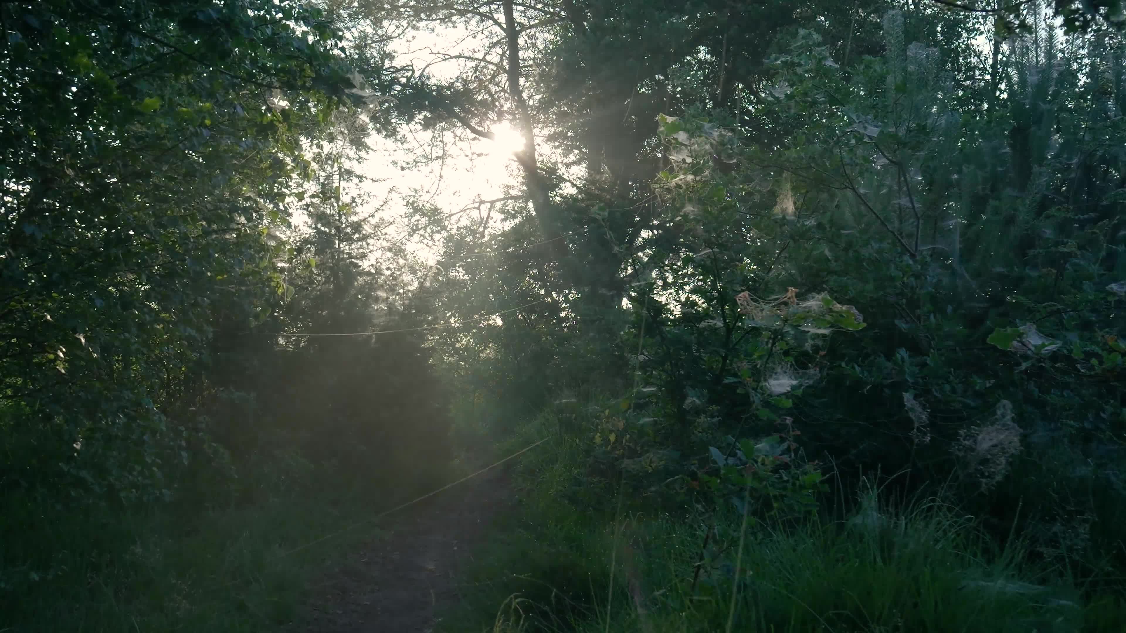 Video by Matthias Groeneveld