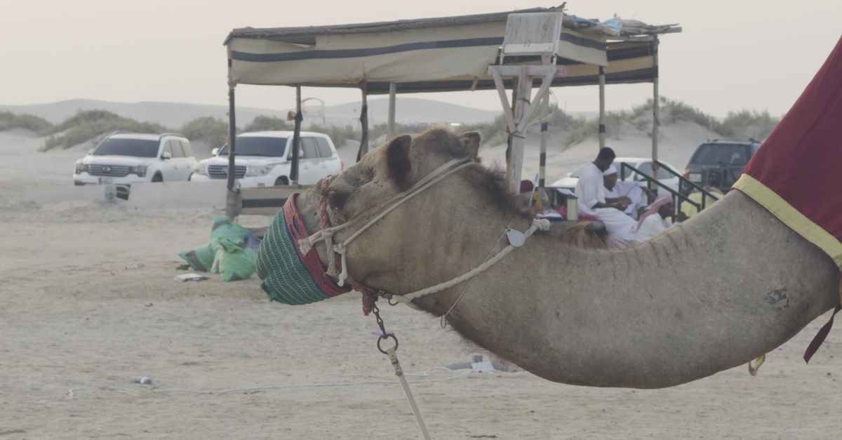 Camel Video camel in the desert Free Stock Video Footage, Royalty-Free 4K & HD ...