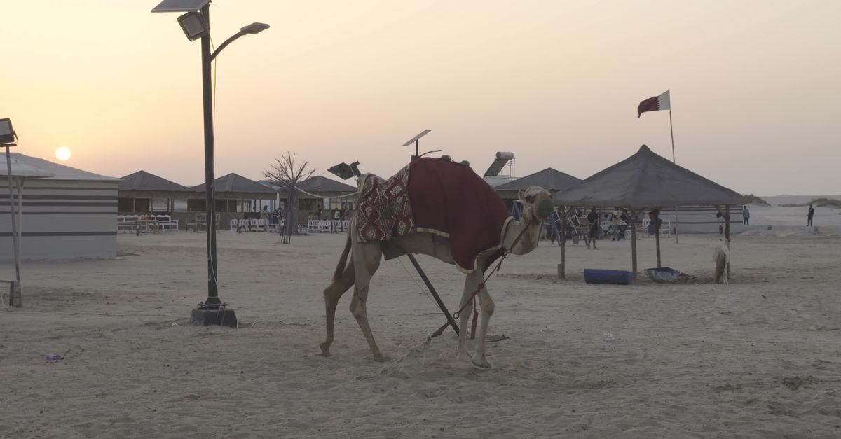 Camel Video cute camel in the desert Free Stock Video Footage, Royalty-Free 4K & HD ...