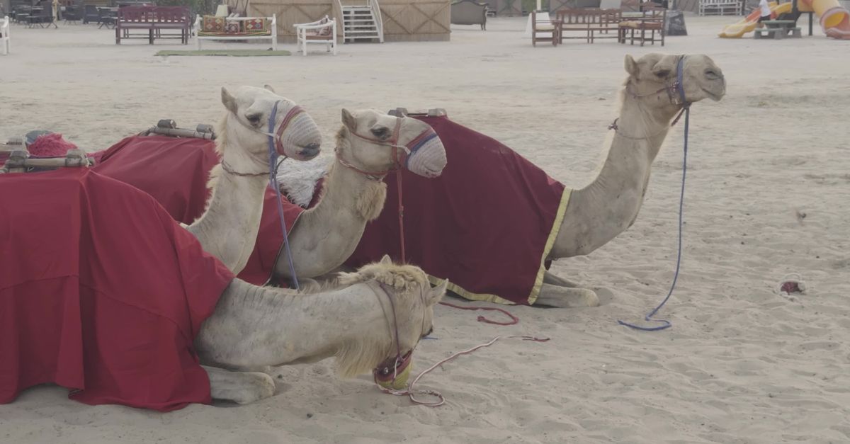 Camel Video cute camels resting in the desert Free Stock Video Footage, Royalty ...