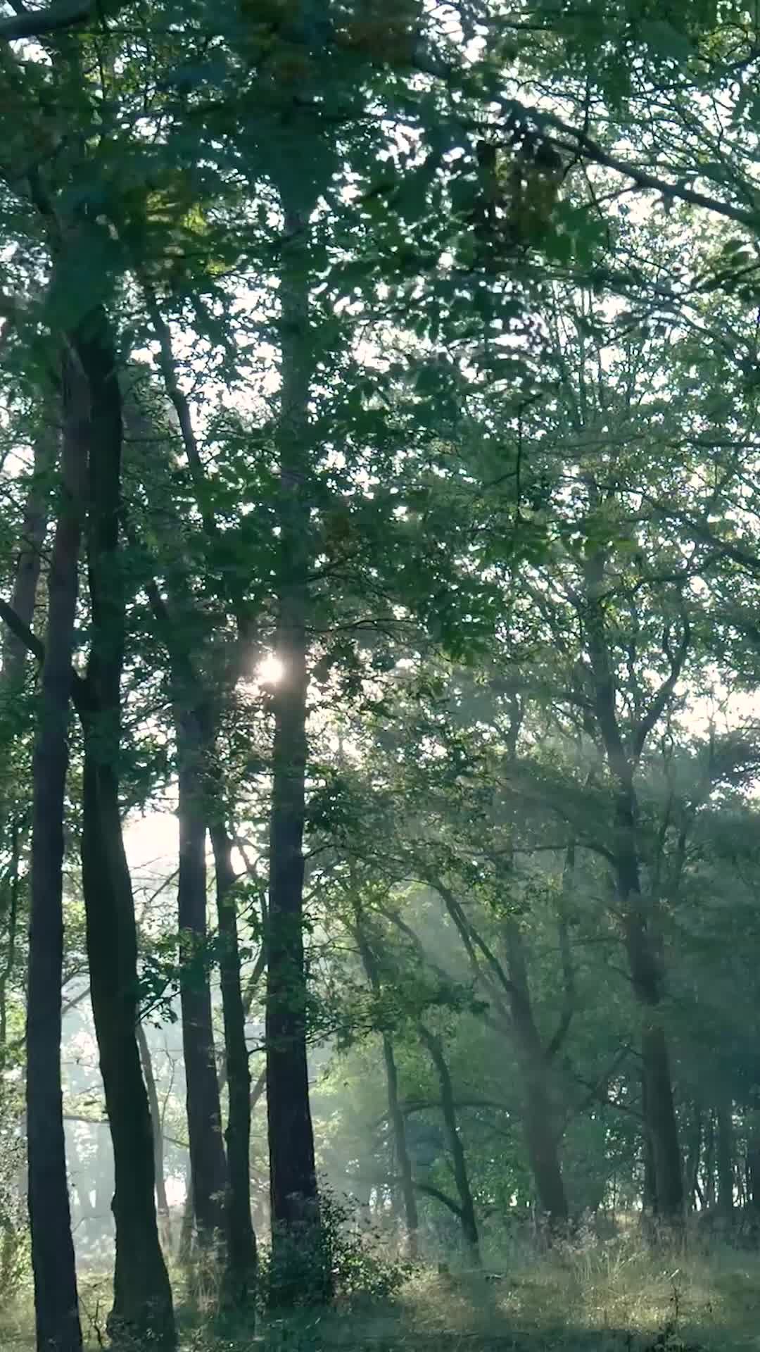 Video by Matthias Groeneveld
