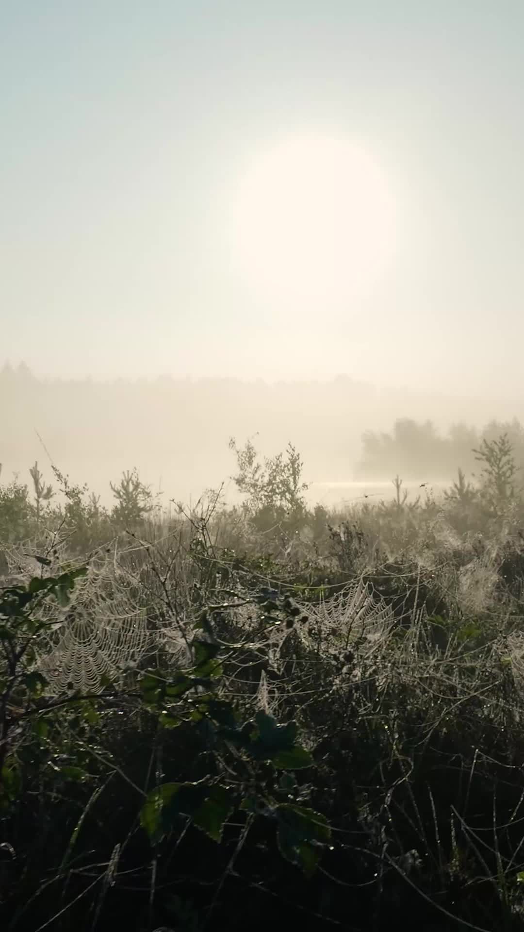 A sunrise over a field with grass and trees Free Stock Video Footage ...
