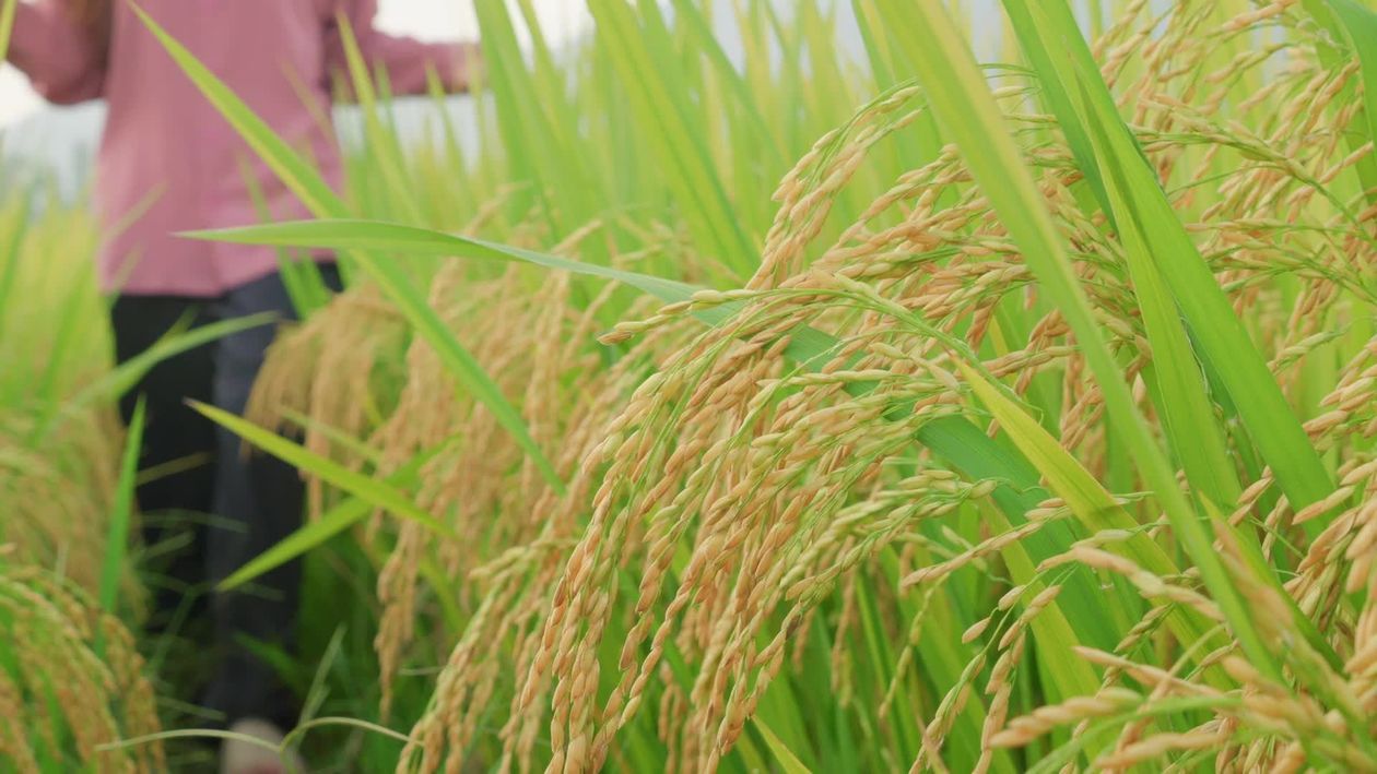 Pickiung Ricer A person is picking up rice in a field Free Stock Video Footage ...