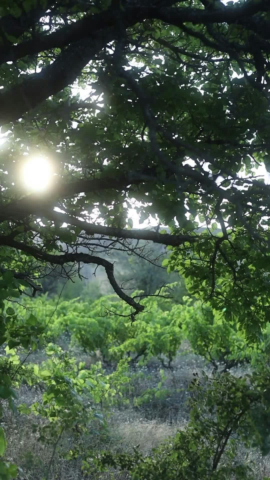 Video by Esra Korkmaz