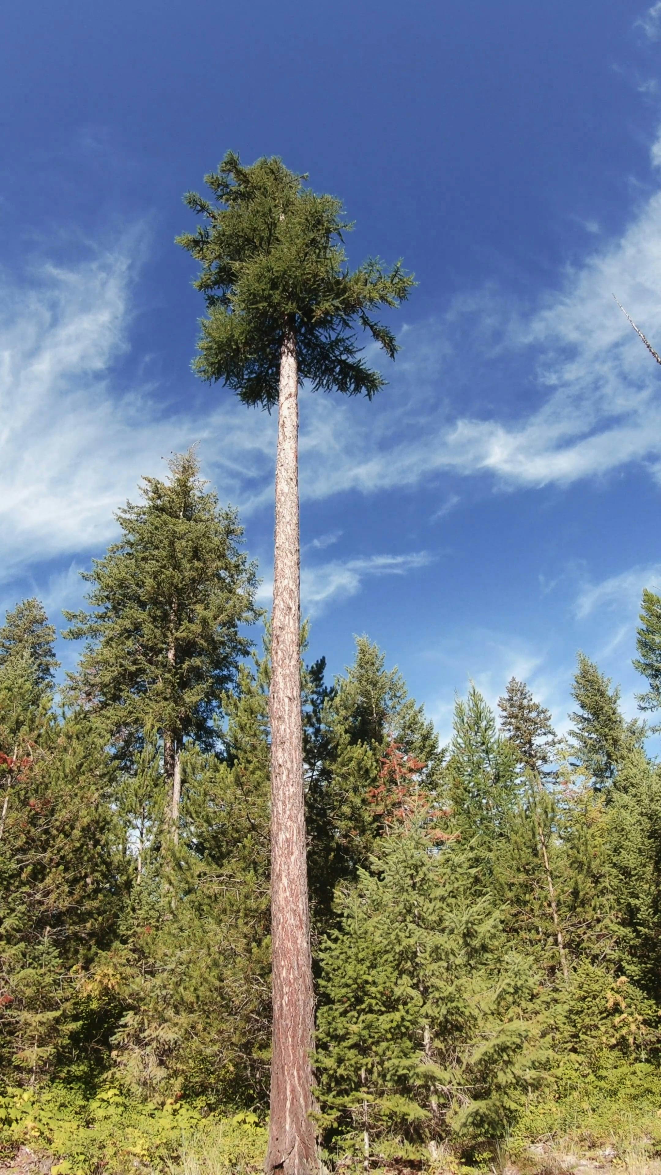 The Long Branch Of A Tree · Free Stock Video