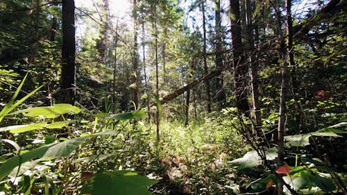 Bepergian Melalui Hutan