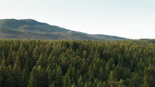 Riprese Aeree Di Una Fitta Foresta In Montagna