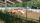 cow farm