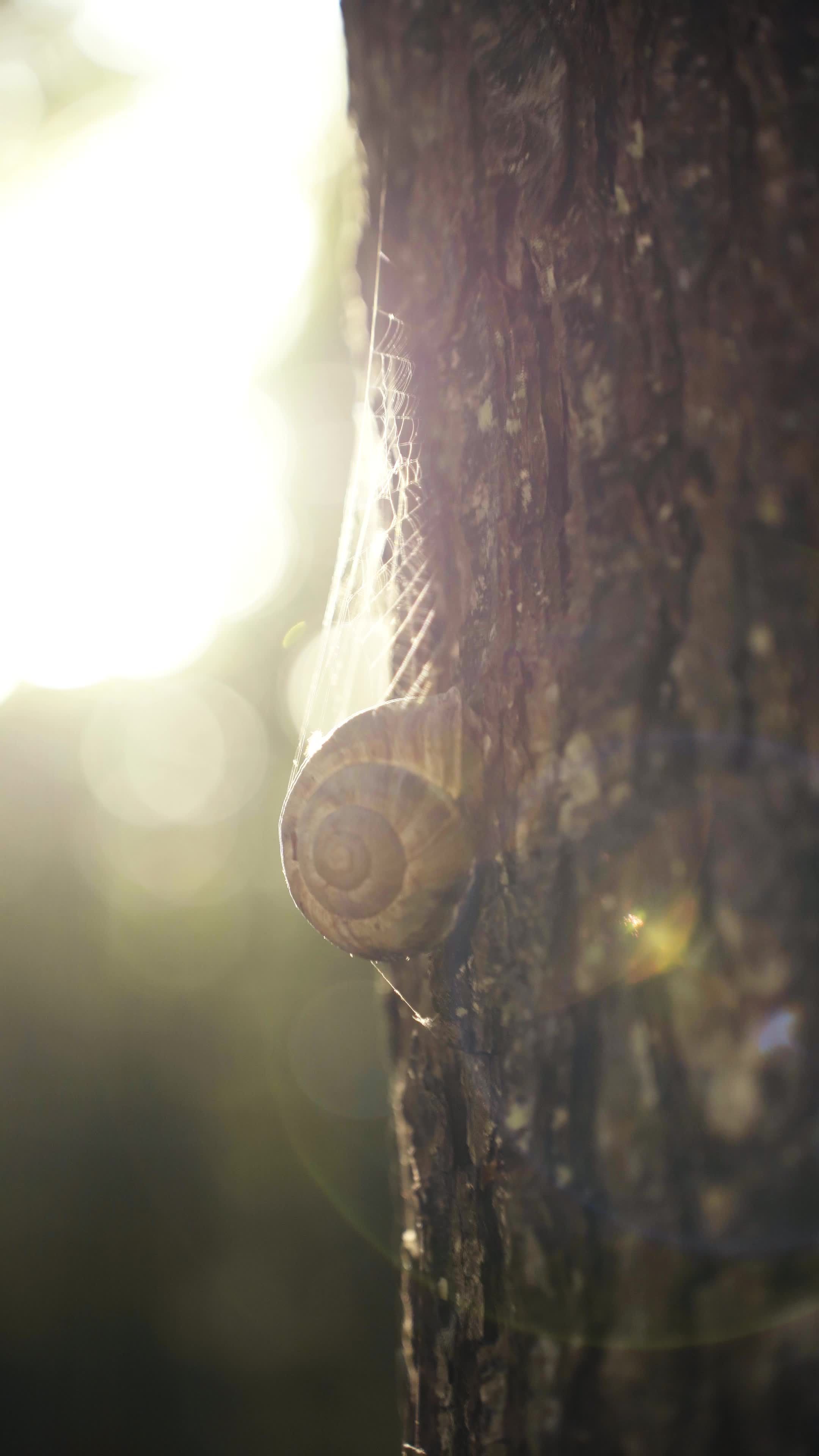 a snail on a tree trunk in the sun 27133363
