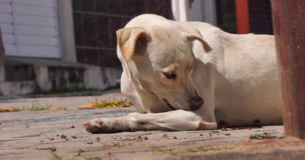 Pexels Video 27134115