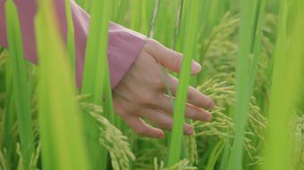 袁隆平免费下载视频素材