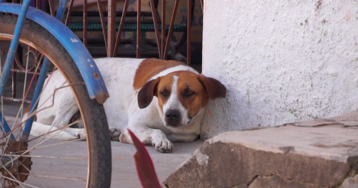 Pexels Video 27134309