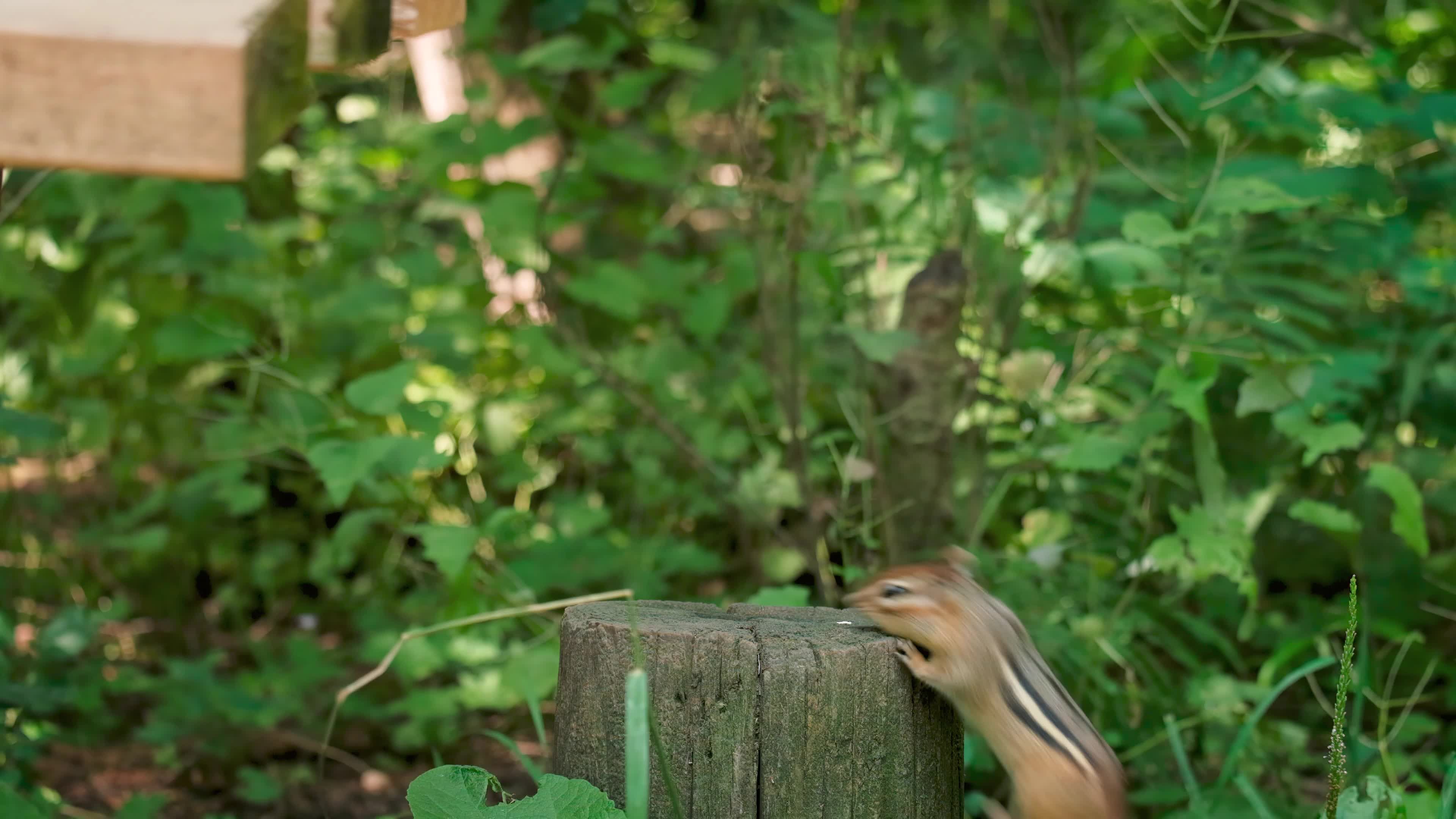 A chipmunt is sitting on top of a wooden post Free Stock Video Footage ...