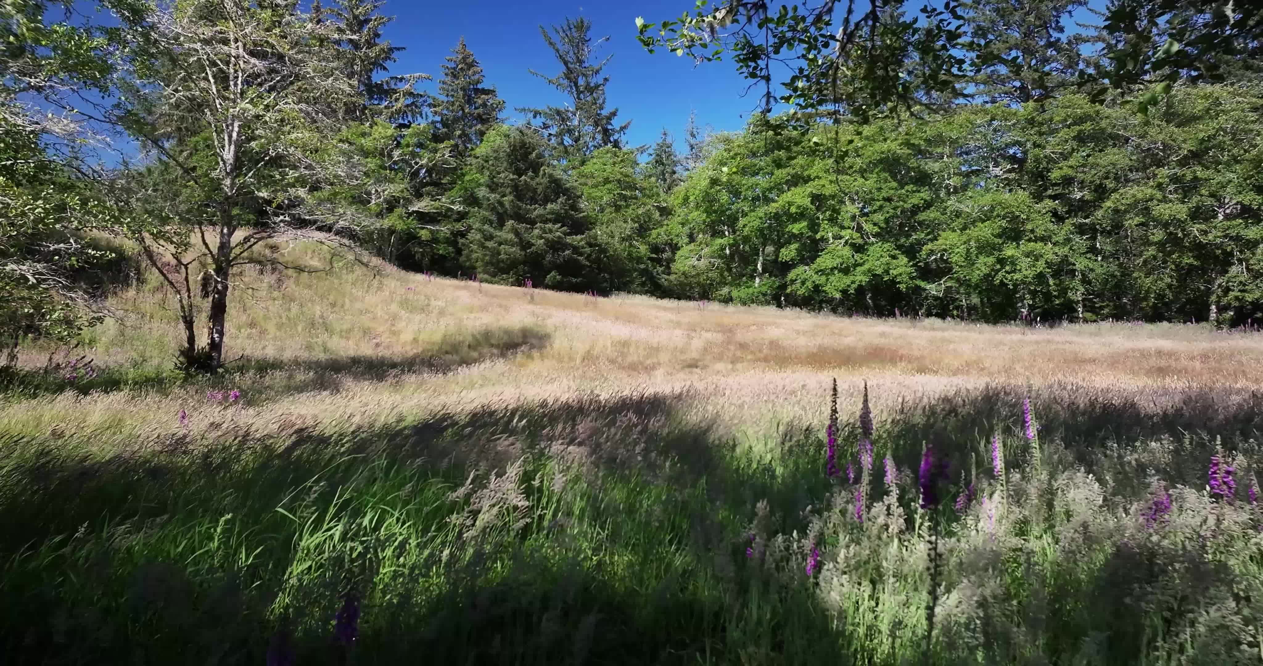 Video by Dean Diemert