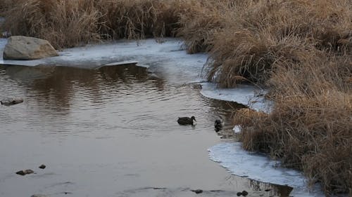 Wild Ducks Swimming At An Icy Water 