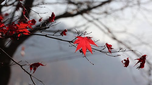 Leaves Of Tree On Autumn