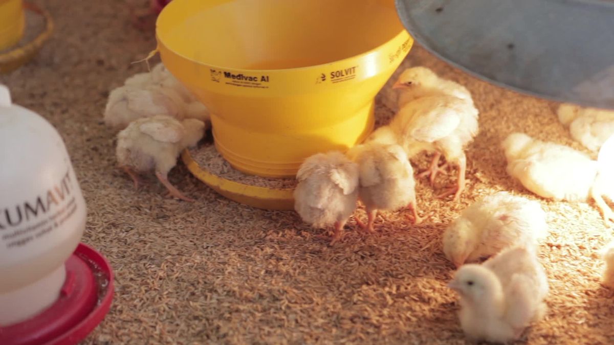 Rooster Chicks in a Vibrant Farm Setting Free Stock Video Footage ...