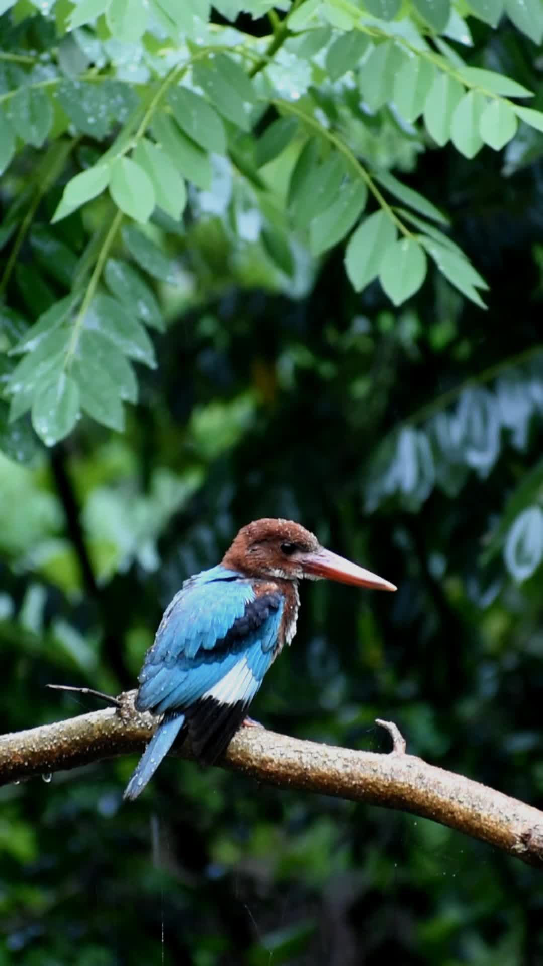 Visual Rbano Bird Vibrant Bird Perched on Urban Structure Free Stock Video Footage ...