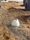 white rabbit