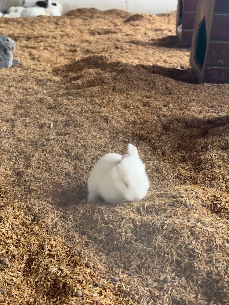 Video Rabbit Conten Rabbit Videos, Download The BEST Free 4k Stock Video Footage & Rabbit ...