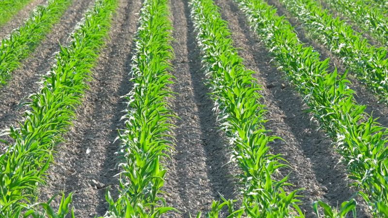 Lush Green Rows of Crops in Sunny Field Free Stock Video Footage ...