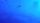 hammerhead shark