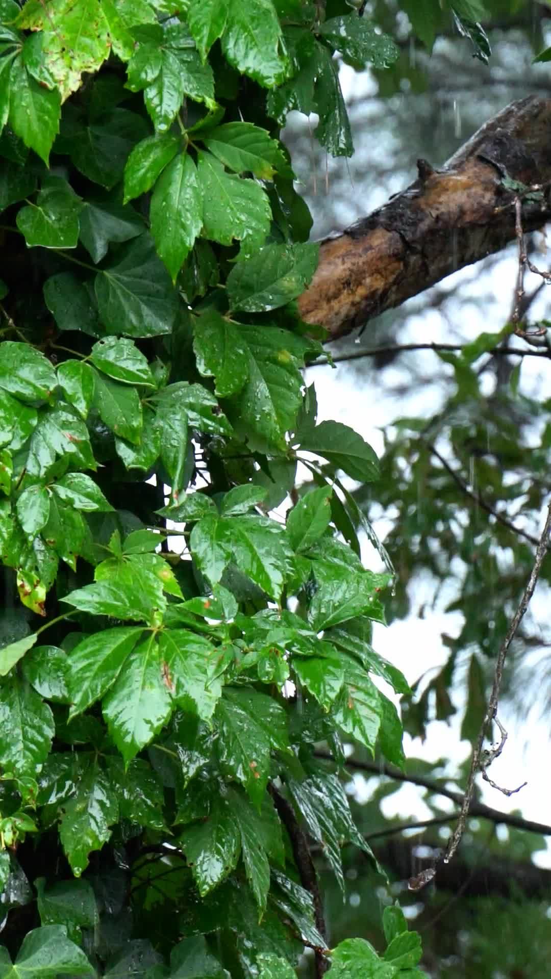 Video by Koushalya  Karthikeyan