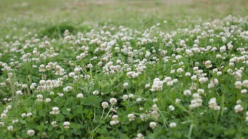 Wind Blows Through The Bed Of Flowers