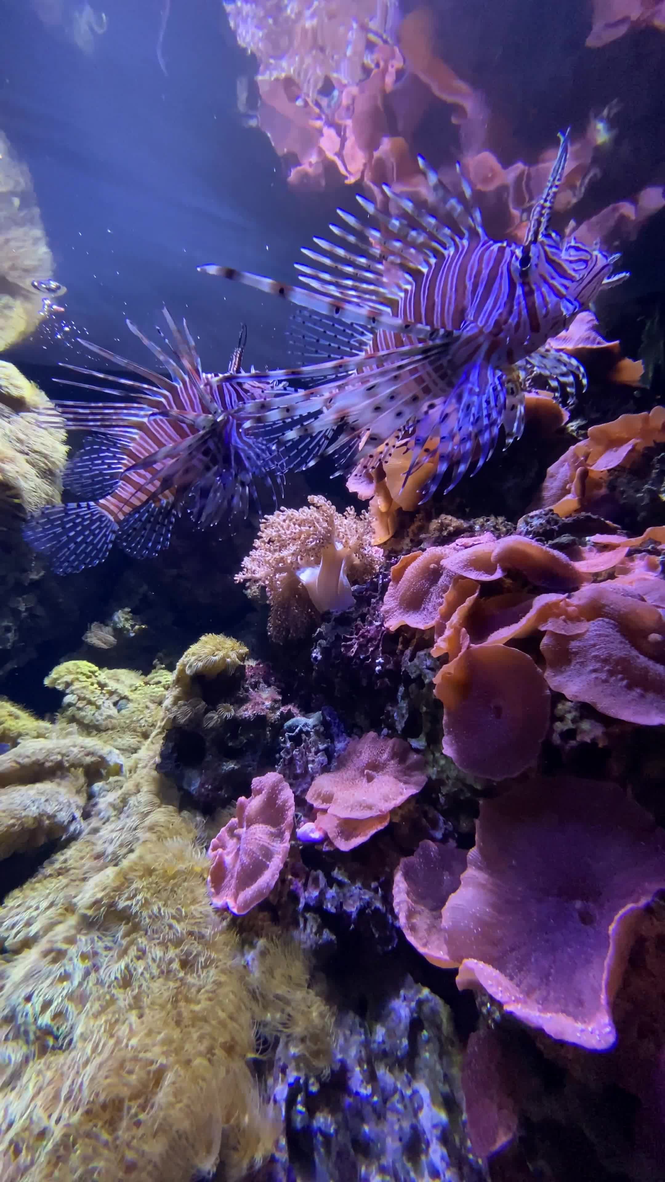 so peaceful
🎥 João  Pavese · Pexels
#ocean #underwater #marinelife #nature #relax