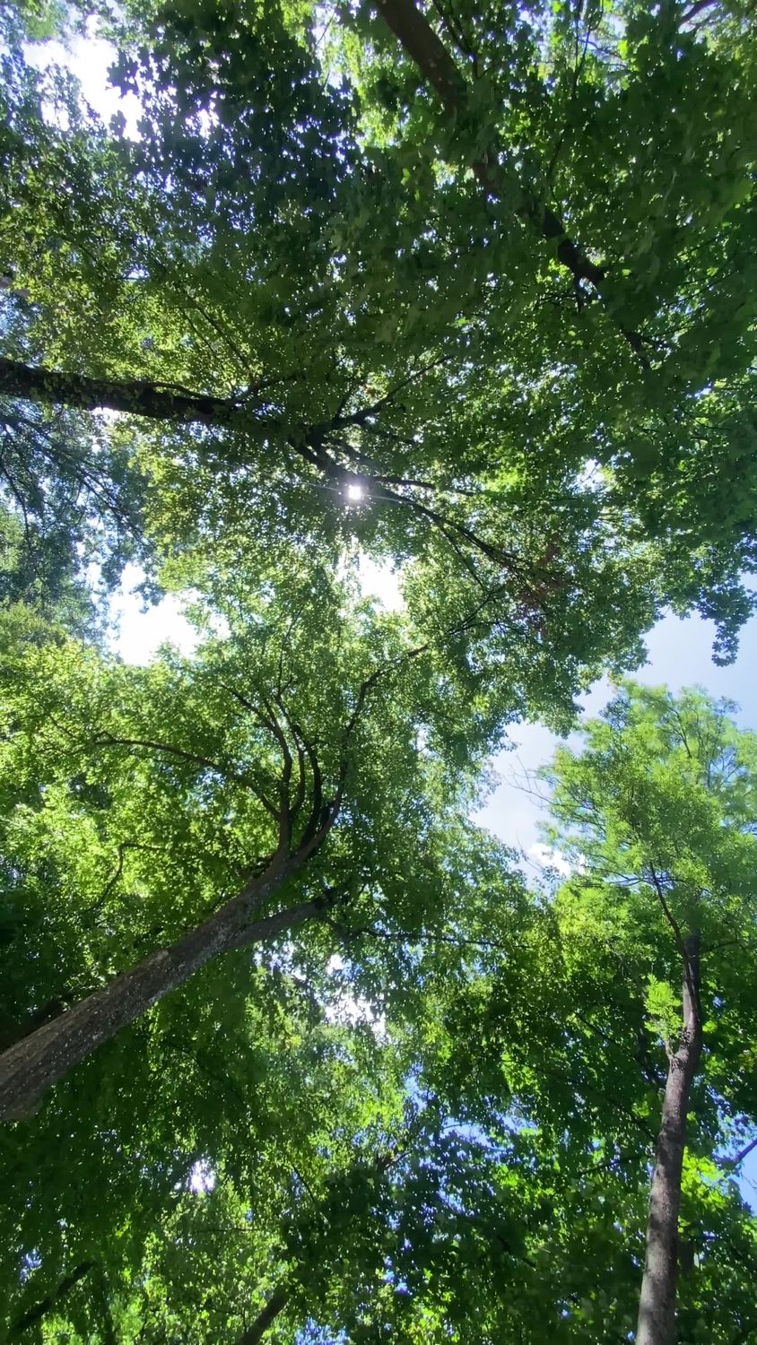 View Over Trees A view of trees from above looking up Free Stock Video Footage, Royalty ...