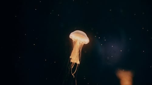 Медуза Медуза изящно плавает под водой
