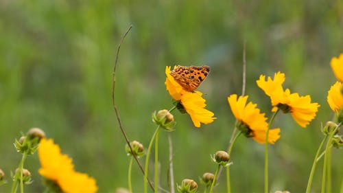 A Butterfly Resting In A Flower