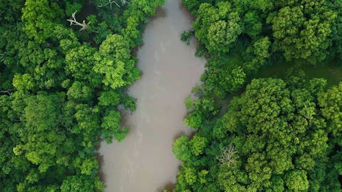 Een Grote Rivier Moeras In Een Dicht Bos