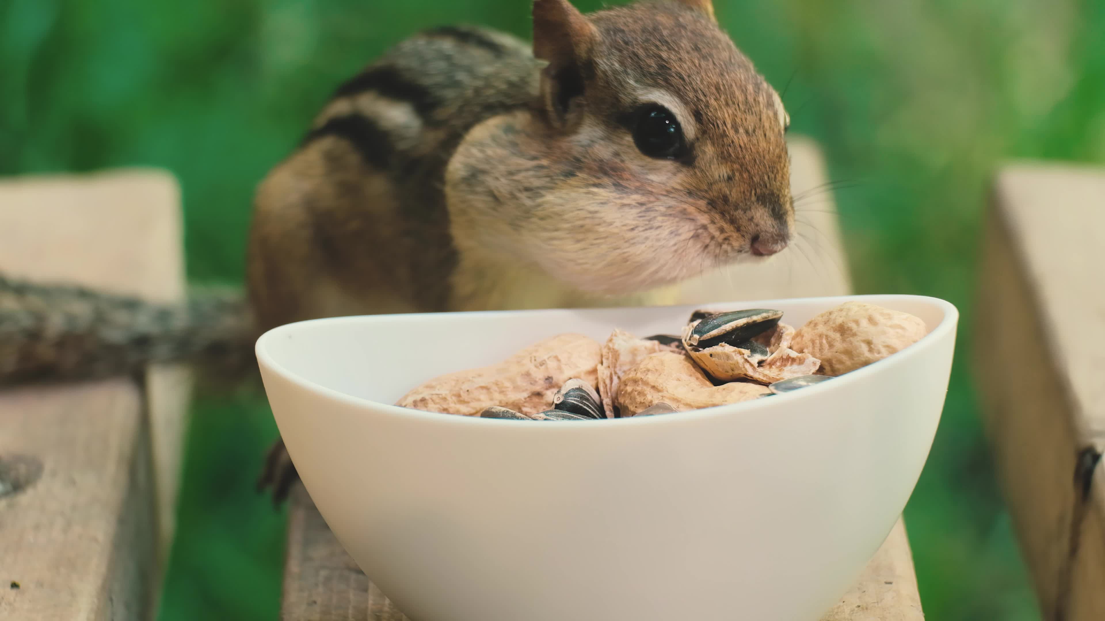 Chipmunk eating from a bowl of nuts/seeds Free Stock Video Footage ...