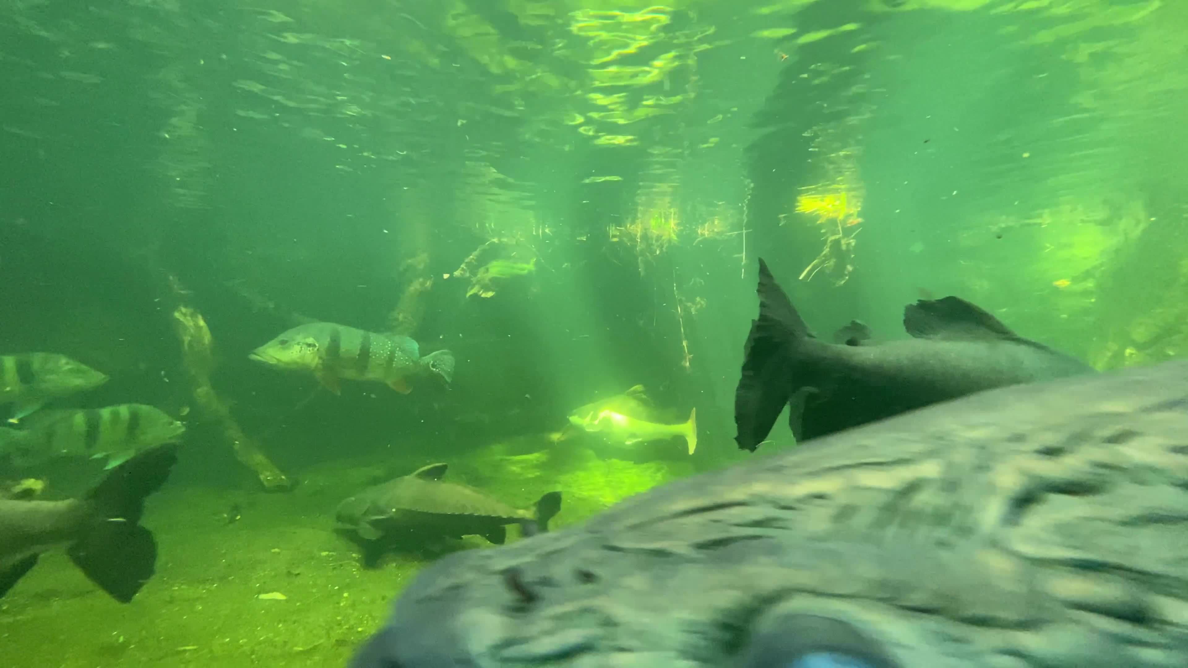 a fish swims under the water in an aquarium 27379212 — free pexels stock footage
