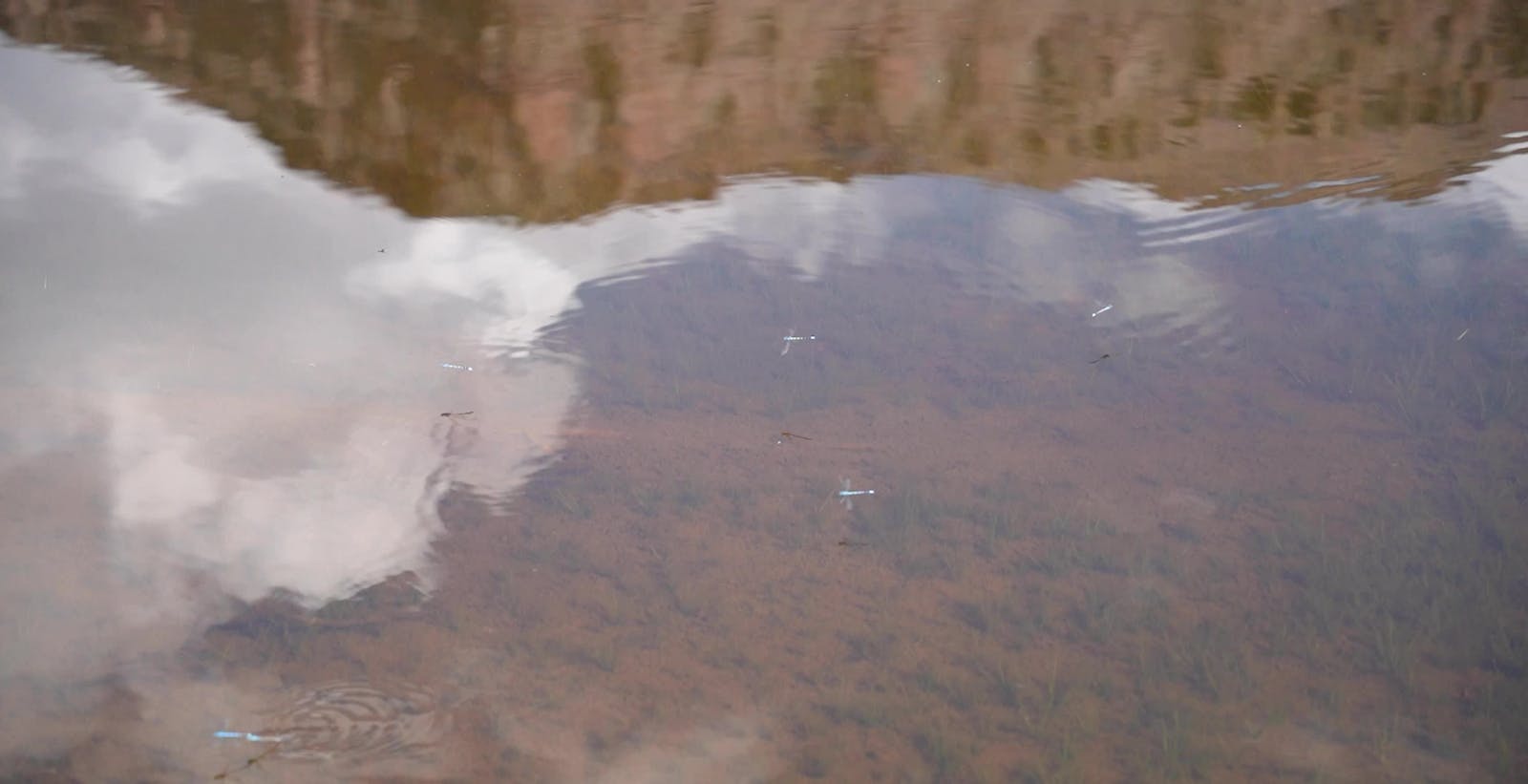 Animal Mating Videos, Download The BEST Free 4k Stock Video Footage ...