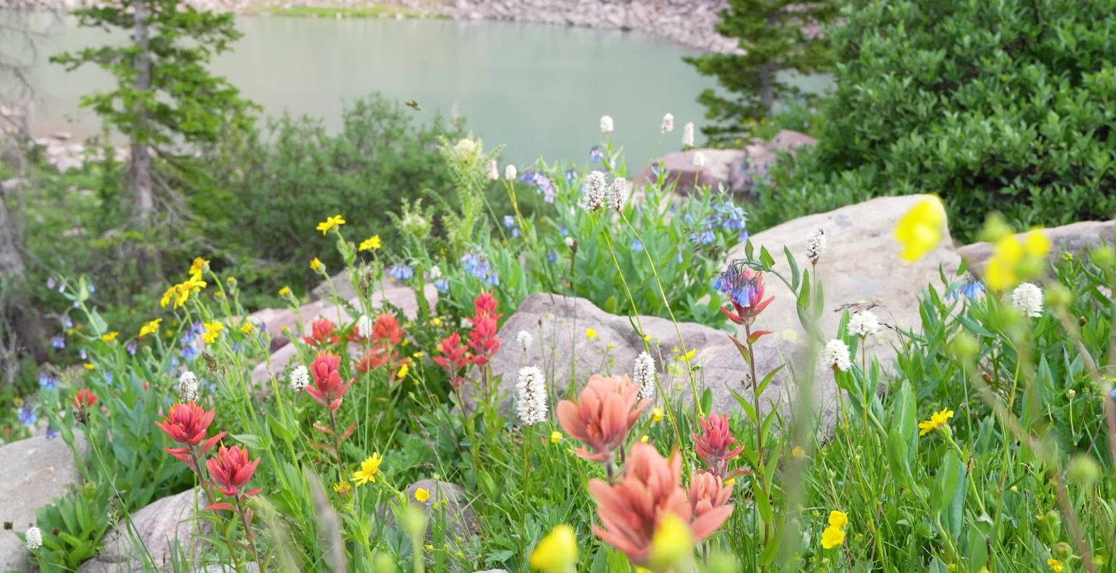 A field of wildflowers with rocks and grass Free Stock Video Footage ...
