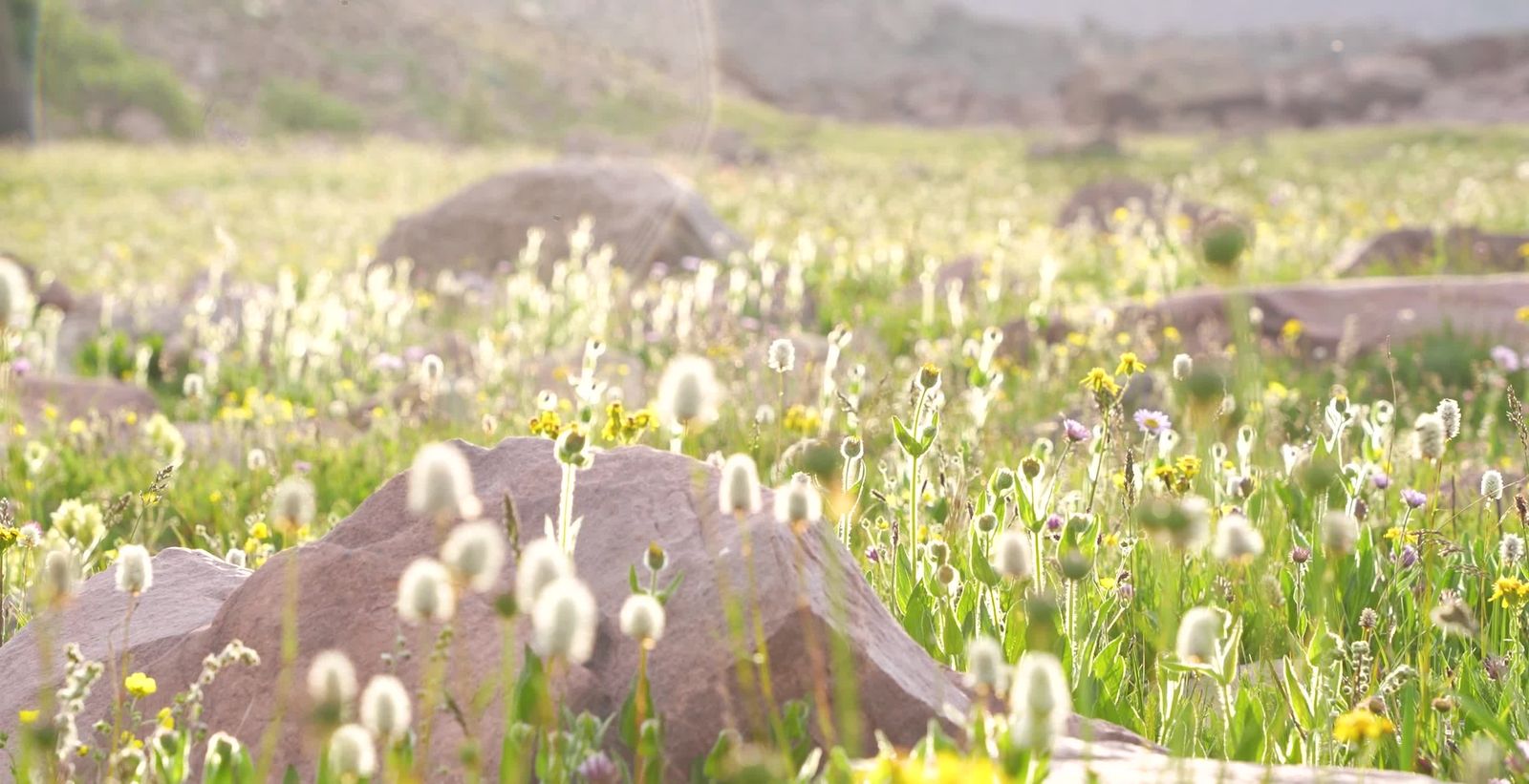 A field of wildflowers with rocks and grass Free Stock Video Footage ...
