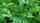 cannabis