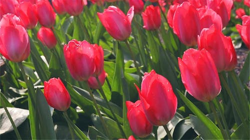 Tulips Group In An Arrow