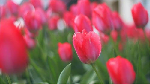 Close-up Of Red Tulips In Full Bloom