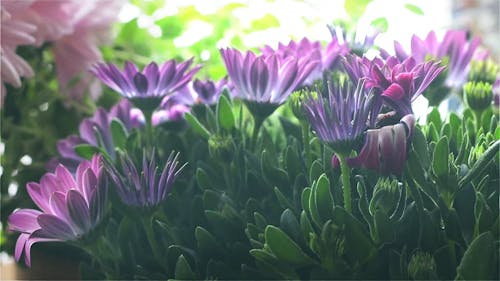 Close-up Of Beautiful Violet Colored Flowers In Bloom